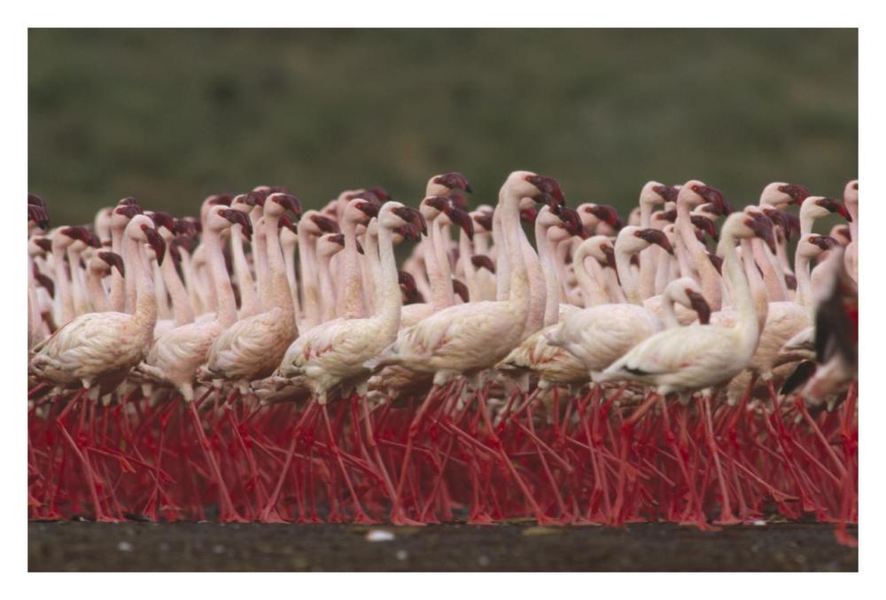 Lesser Flamingos In A Mass Courtship Display, Kenya-Paper Art-32,,X22,,