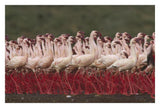 Lesser Flamingos In A Mass Courtship Display, Kenya-Paper Art-32,,X22,,