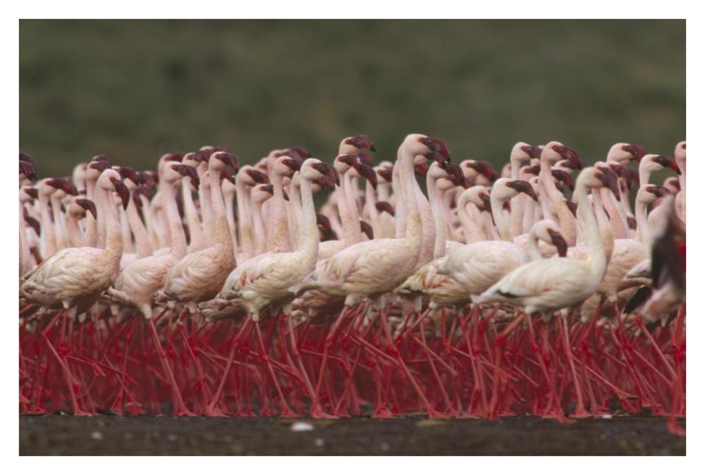 Lesser Flamingos In A Mass Courtship Display, Kenya-Paper Art-38,,X26,,