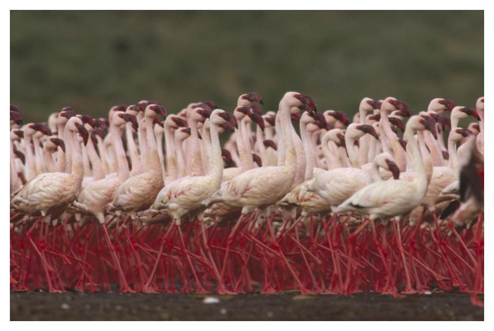 Lesser Flamingos In A Mass Courtship Display, Kenya-Paper Art-50,,X34,,