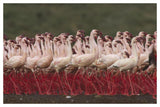 Lesser Flamingos In A Mass Courtship Display, Kenya-Paper Art-50,,X34,,