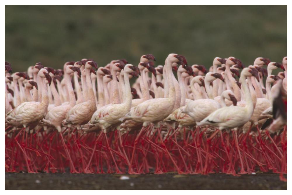 Lesser Flamingos In A Mass Courtship Display, Kenya-Paper Art-62,,X42,,