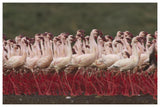 Lesser Flamingos In A Mass Courtship Display, Kenya-Paper Art-62,,X42,,