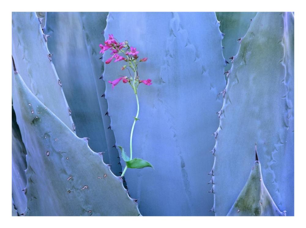 Agave And Parry'S Penstemon Close Up, North America-Paper Art-26,,X20,,