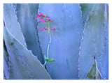 Agave And Parry'S Penstemon Close Up, North America-Paper Art-34,,X26,,
