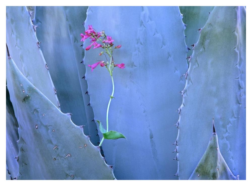 Agave And Parry'S Penstemon Close Up, North America-Paper Art-42,,X32,,