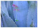 Agave And Parry'S Penstemon Close Up, North America-Paper Art-50,,X38,,