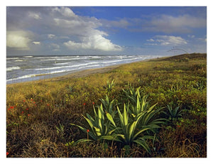Apollo Beach At Canaveral National Seashore, Florida-Paper Art-18,,X14,,