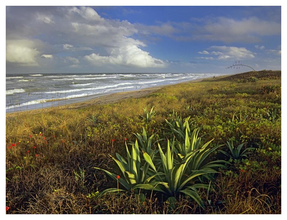 Apollo Beach At Canaveral National Seashore, Florida-Paper Art-50,,X38,,