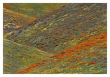 Wildflowers, Tehachapi Hills Near Gorman, California-Paper Art-38,,X26,,