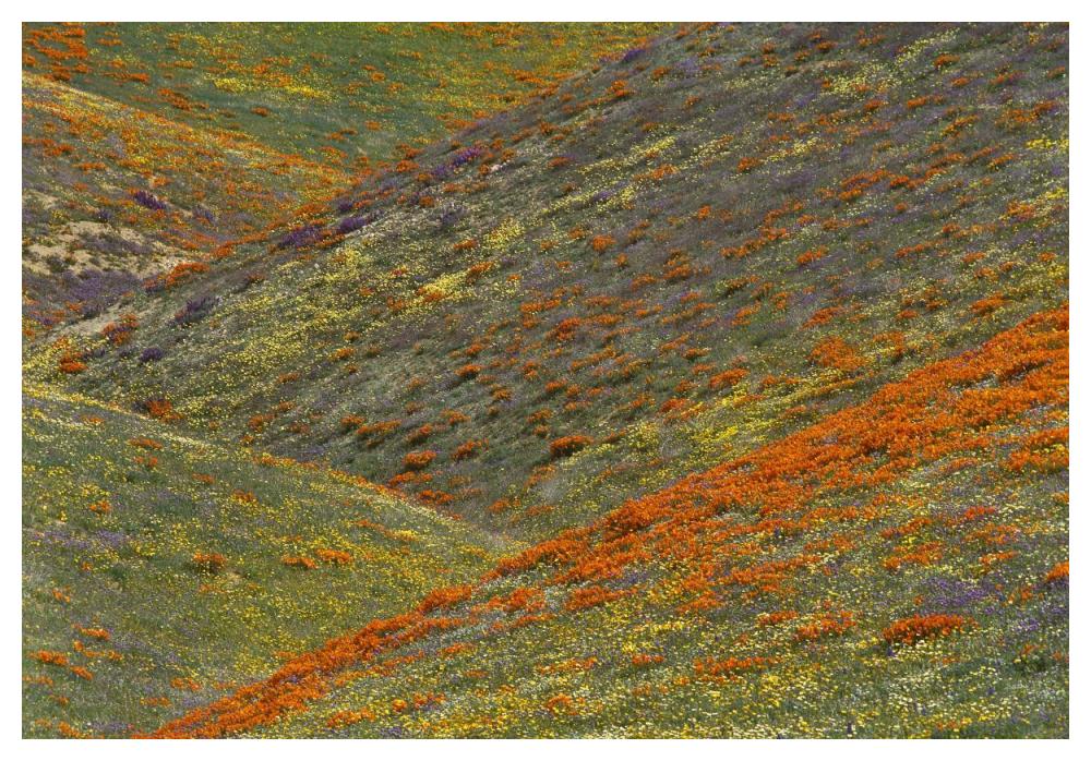 Wildflowers, Tehachapi Hills Near Gorman, California-Paper Art-50,,X34,,