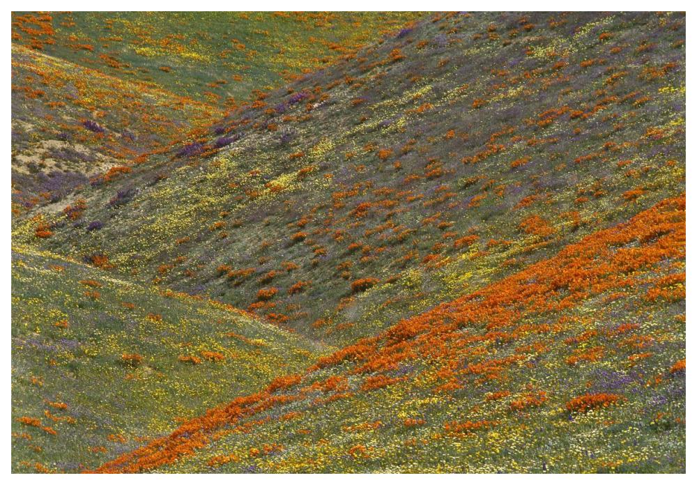 Wildflowers, Tehachapi Hills Near Gorman, California-Paper Art-62,,X42,,