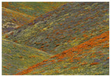 Wildflowers, Tehachapi Hills Near Gorman, California-Paper Art-62,,X42,,