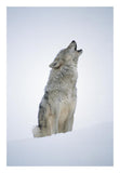 Timber Wolf Portrait, Howling In Snow, North America-Paper Art-18,,X26,,
