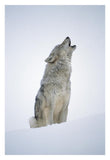 Timber Wolf Portrait, Howling In Snow, North America-Paper Art-22,,X32,,