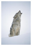 Timber Wolf Portrait, Howling In Snow, North America-Paper Art-26,,X38,,