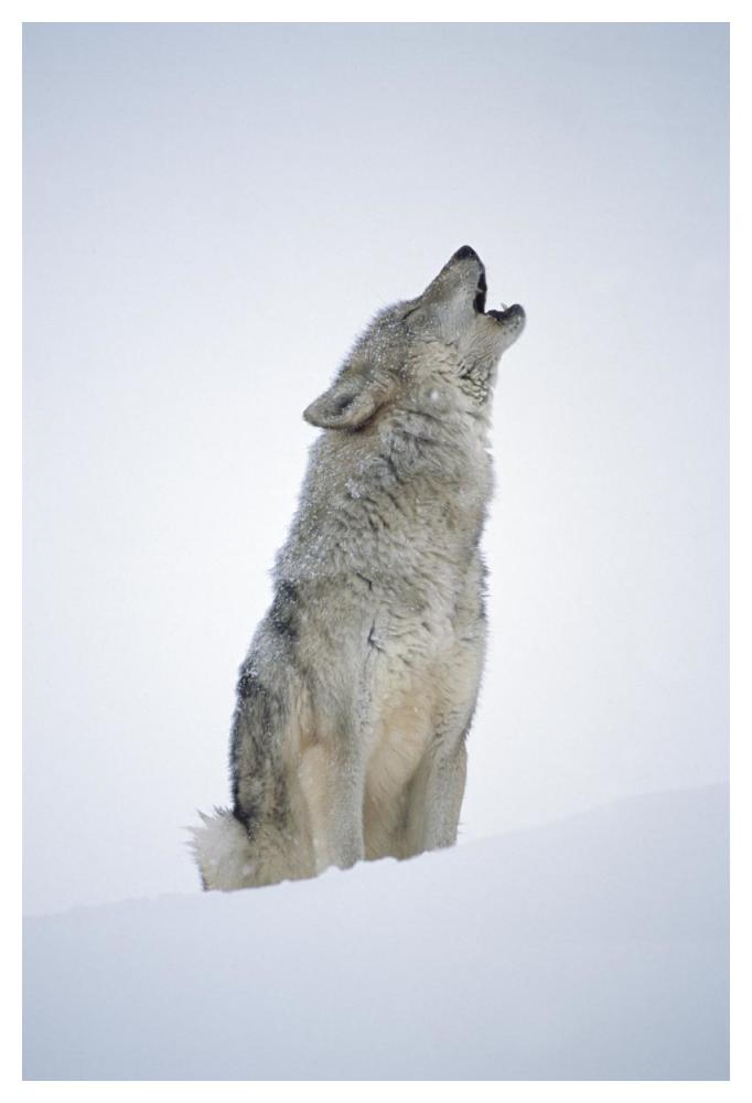 Timber Wolf Portrait, Howling In Snow, North America-Paper Art-34,,X50,,