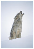 Timber Wolf Portrait, Howling In Snow, North America-Paper Art-42,,X62,,