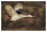 Sandhill Crane Flying, Bosque Del Apache, New Mexico-Paper Art-20,,X14,,