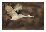 Sandhill Crane Flying, Bosque Del Apache, New Mexico-Paper Art-26,,X18,,