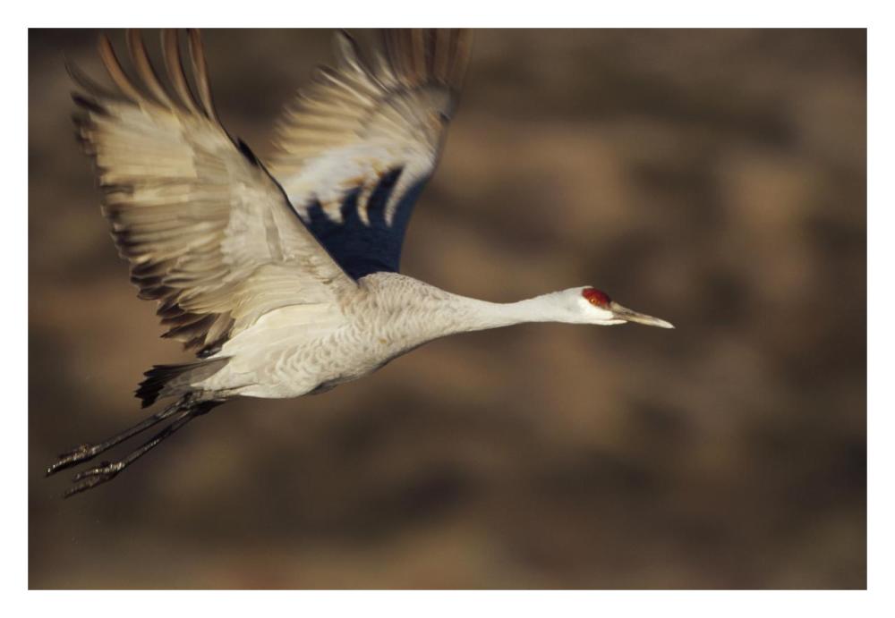 Sandhill Crane Flying, Bosque Del Apache, New Mexico-Paper Art-32,,X22,,
