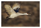 Sandhill Crane Flying, Bosque Del Apache, New Mexico-Paper Art-32,,X22,,