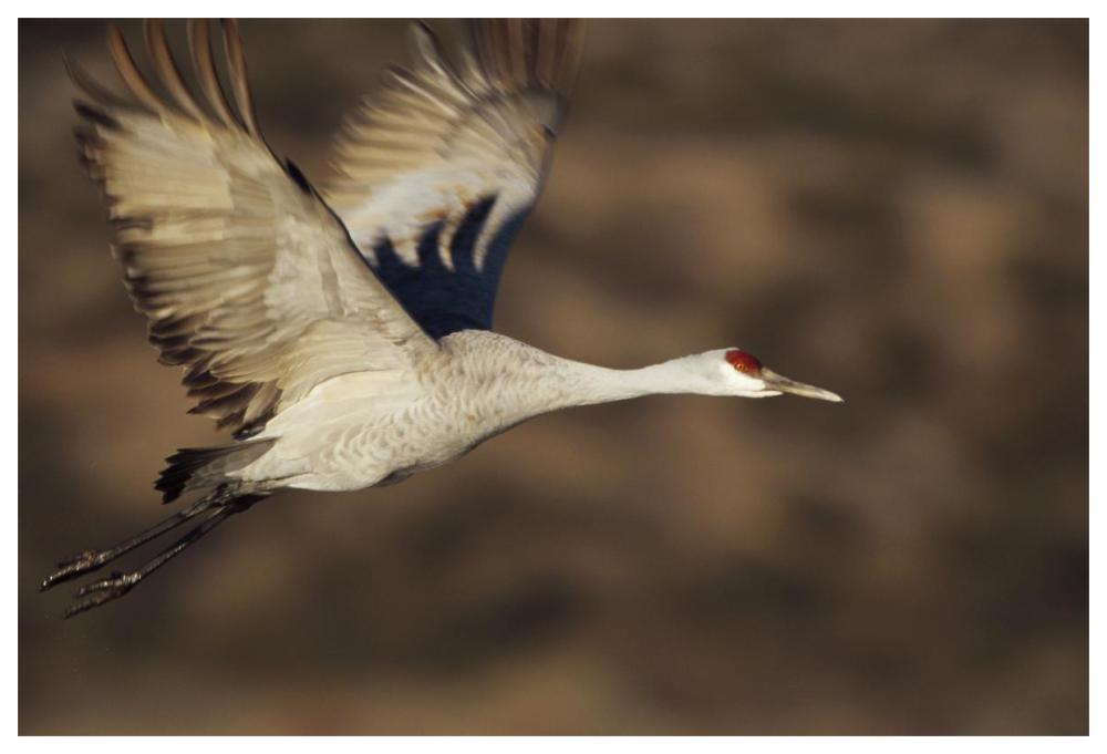 Sandhill Crane Flying, Bosque Del Apache, New Mexico-Paper Art-62,,X42,,