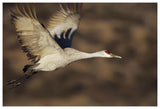 Sandhill Crane Flying, Bosque Del Apache, New Mexico-Paper Art-62,,X42,,