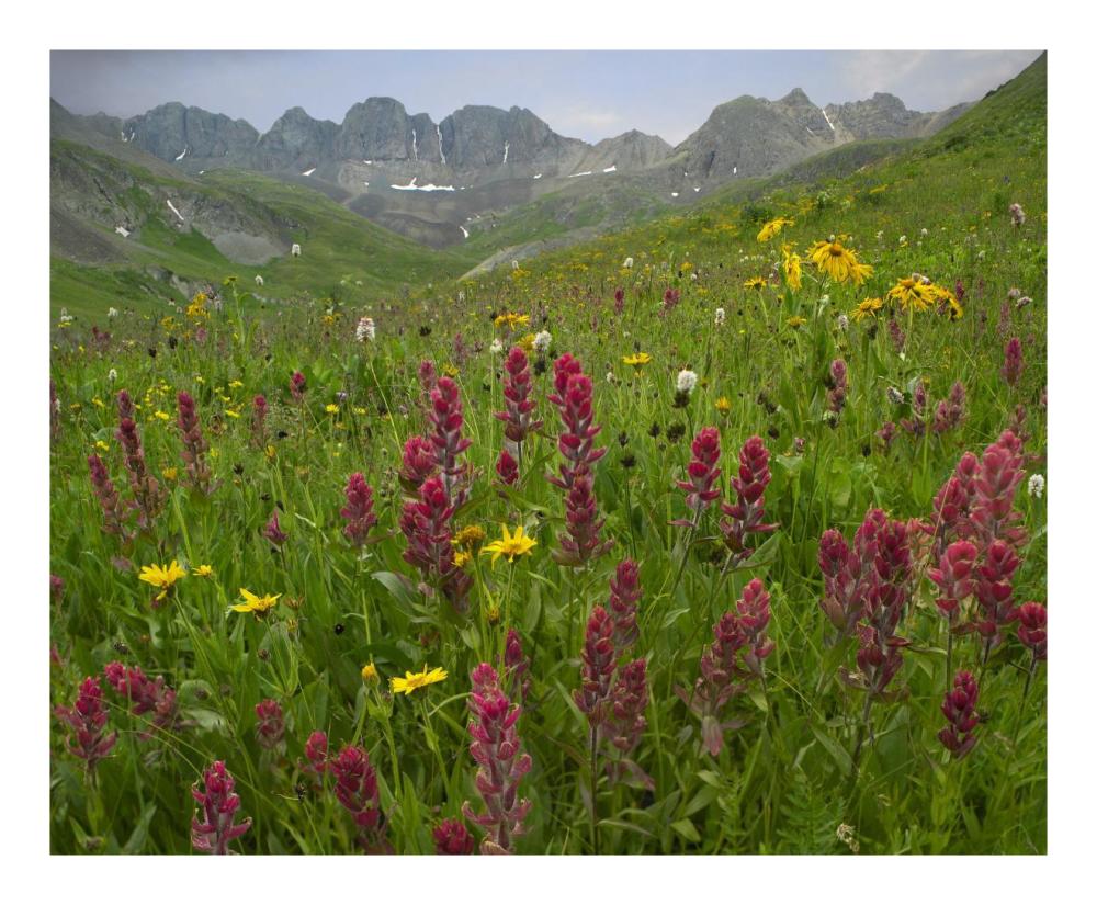 Indian Paintbrush Meadow At American Basin, Colorado-Paper Art-22,,X18,,