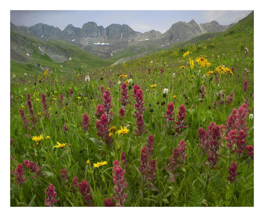 Indian Paintbrush Meadow At American Basin, Colorado-Paper Art-26,,X22,,