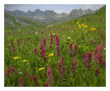Indian Paintbrush Meadow At American Basin, Colorado-Paper Art-26,,X22,,
