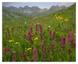 Indian Paintbrush Meadow At American Basin, Colorado-Paper Art-37,,X30,,