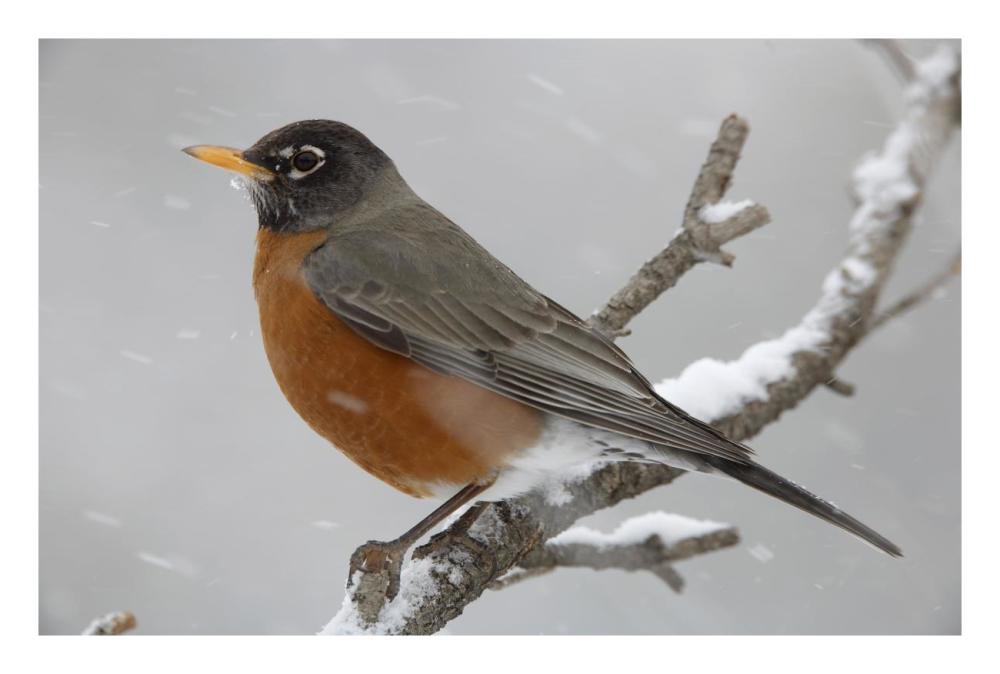American Robin Perching In Snow Storm, North America-Paper Art-26,,X18,,