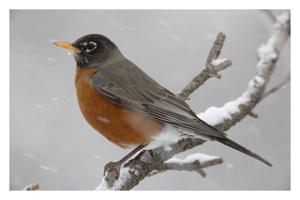 American Robin Perching In Snow Storm, North America-Paper Art-32,,X22,,