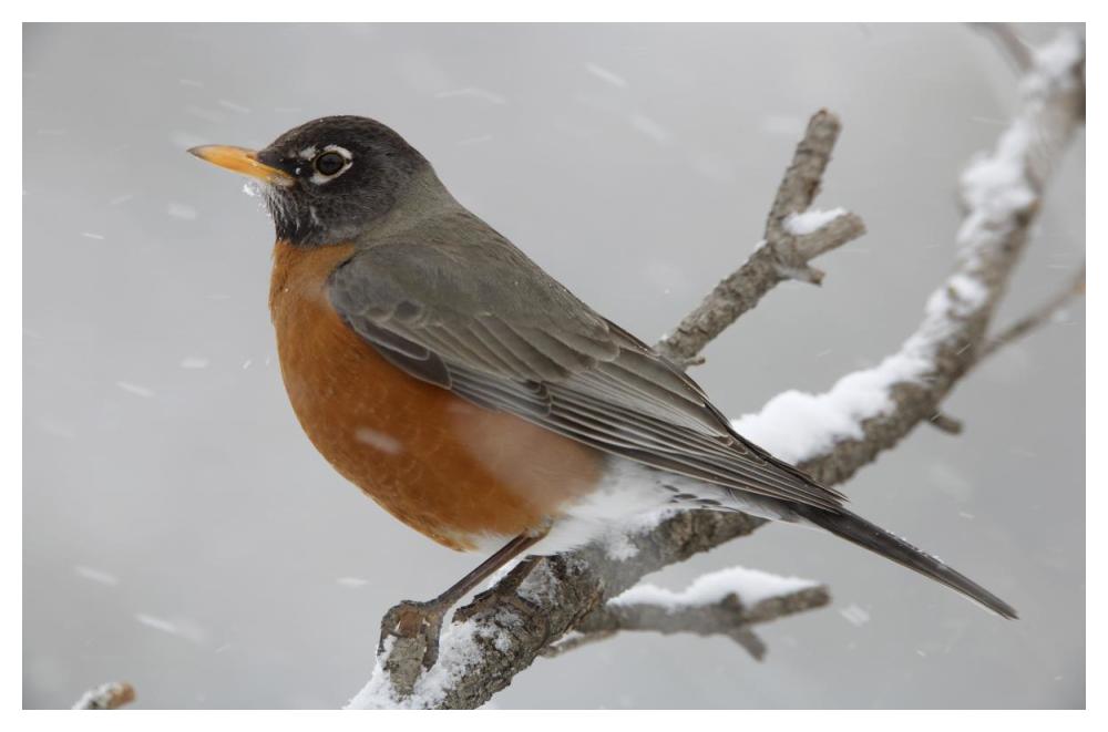 American Robin Perching In Snow Storm, North America-Paper Art-50,,X34,,