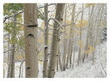 Aspens With Snow, Gunnison National Forest, Colorado-Paper Art-18,,X14,,