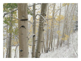 Aspens With Snow, Gunnison National Forest, Colorado-Paper Art-26,,X20,,