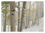 Aspens With Snow, Gunnison National Forest, Colorado-Paper Art-34,,X26,,