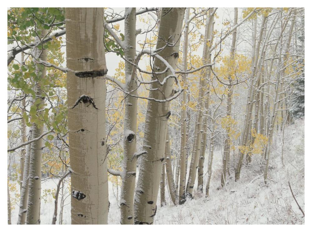 Aspens With Snow, Gunnison National Forest, Colorado-Paper Art-42,,X32,,