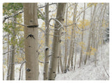 Aspens With Snow, Gunnison National Forest, Colorado-Paper Art-42,,X32,,