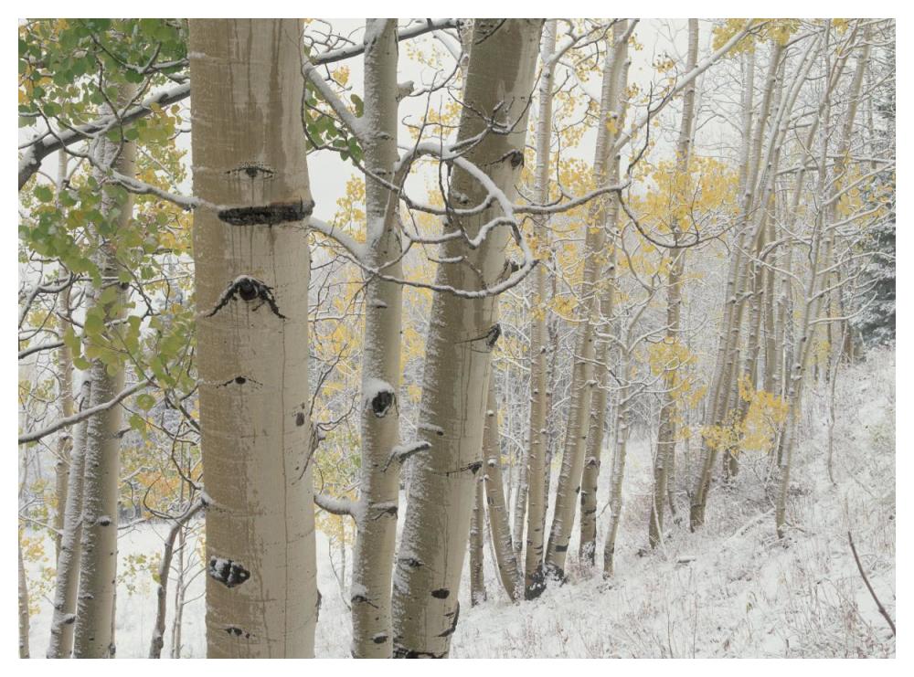 Aspens With Snow, Gunnison National Forest, Colorado-Paper Art-50,,X38,,