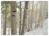 Aspens With Snow, Gunnison National Forest, Colorado-Paper Art-50,,X38,,