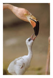 Greater Flamingo Mother And Chick, Caribbean Species-Paper Art-18,,X26,,