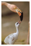 Greater Flamingo Mother And Chick, Caribbean Species-Paper Art-22,,X32,,