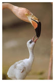 Greater Flamingo Mother And Chick, Caribbean Species-Paper Art-26,,X38,,
