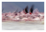 Lesser Flamingo Group Taking Flight From Lake, Kenya-Paper Art-26,,X18,,
