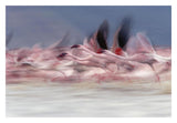 Lesser Flamingo Group Taking Flight From Lake, Kenya-Paper Art-32,,X22,,