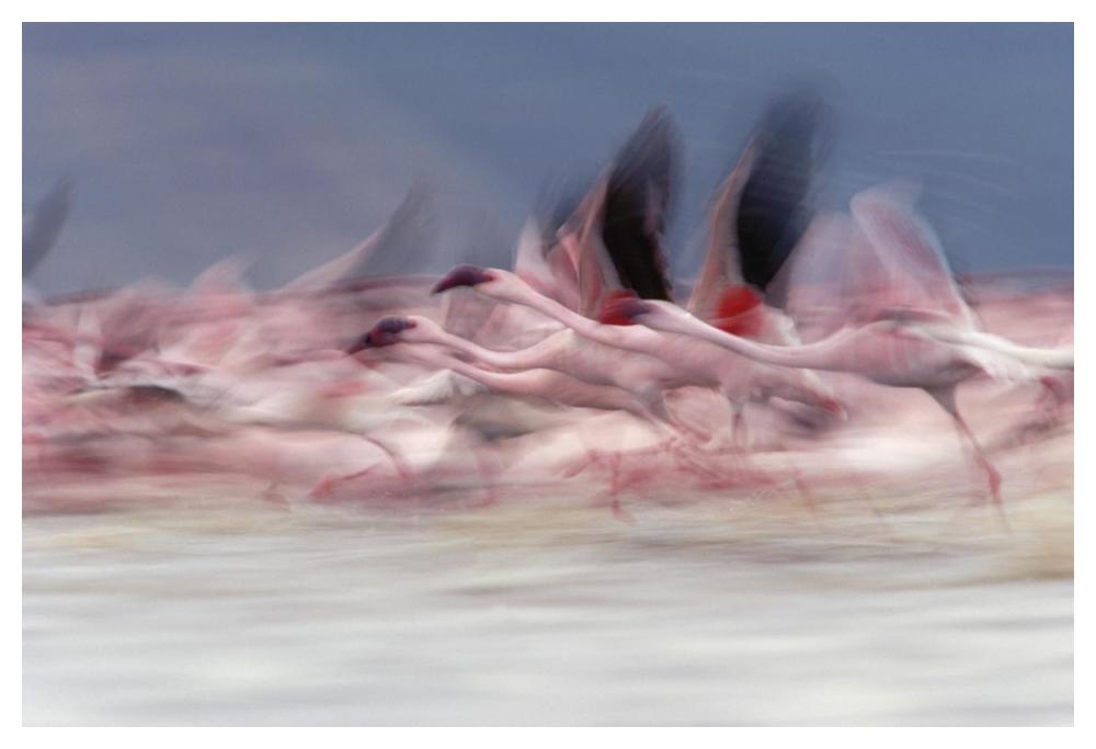 Lesser Flamingo Group Taking Flight From Lake, Kenya-Paper Art-50,,X34,,