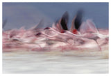 Lesser Flamingo Group Taking Flight From Lake, Kenya-Paper Art-50,,X34,,