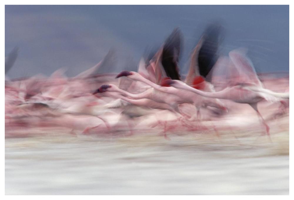 Lesser Flamingo Group Taking Flight From Lake, Kenya-Paper Art-62,,X42,,